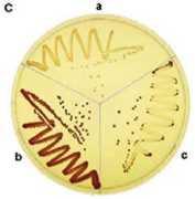 Markers of bacteria Visible markers wild and mutant growth is different: colony size,