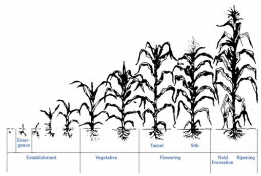 availability/soil moisture heat/water stress in flowering,