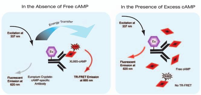 LANCE camp Detection Kit, a homogeneous time resolved fluorescence energy transfer (TR- FRET) assay from PerkinElmer Life and Analytical Sciences 2. TR-FRET camp Kit from Company C 3.