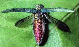 The Emerald Ash Borer (EAB) is an invasive insect that is threatening to kill all of the ash trees in Wasaga Beach.