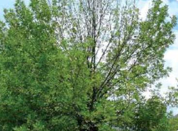Signs of Physical Damage Primary signs of physical damage caused by the EAB include: Canopy dieback the tree will have fewer and smaller leaves from previous years S
