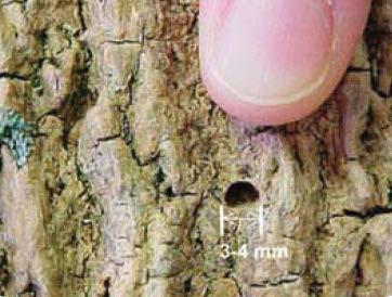 Leaves with a ragged appearance caused by the feeding of adult beetles Other indicators of EAB include infestation might include cracks in the bark, shoots growing from the trunk or heavy seed