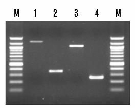 First PCR reaction was performed using DW-ACPs and TSP1 primer as described in section 5A.