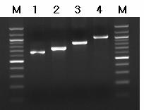 Expected Results, continued Figure 5. PCR amplification products for bacteria argc promoter region using DNA Walking SpeedUp TM Kit.