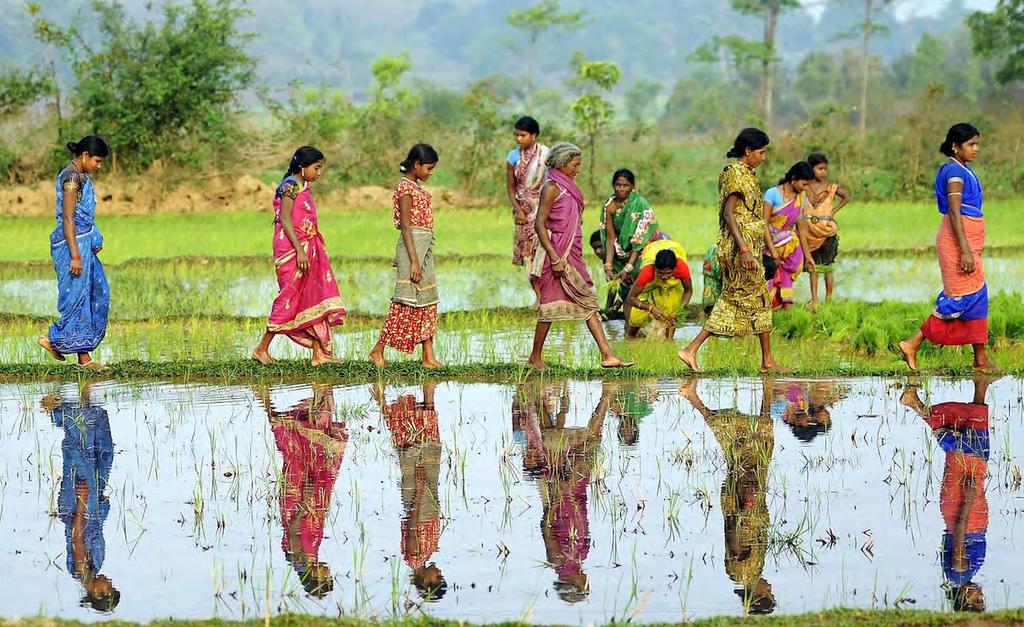 Putting ecosystems into the SDGs Development hinges on environmental sustainability Women working in their rice paddy fields in Odisha, India.