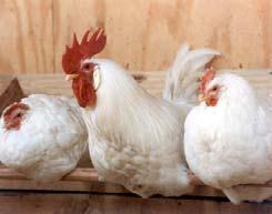Animal models continued: Gallus gallus: Chicken, external development in egg, easy and cheap to produce (eggs), relatively rapid development, very