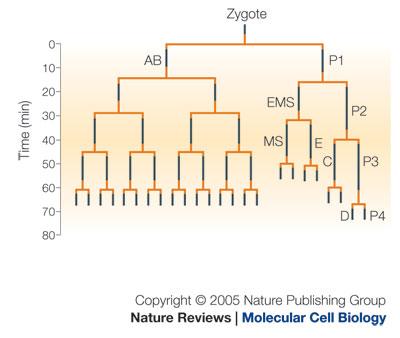 Q: How do all of the different cell types arise?