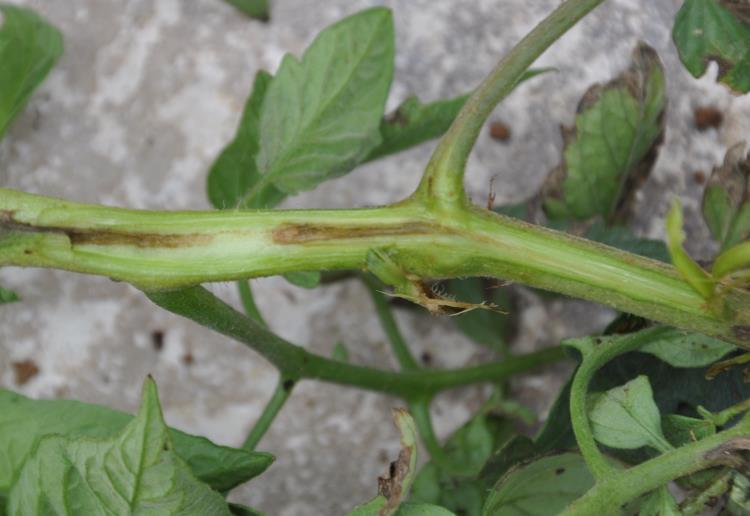 tomato) 38 strains (1987 2015) Pith necrosis (Pseudomonas