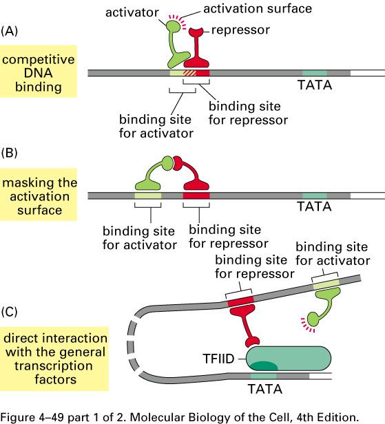 Enhancers and activators Distal control element Activators Promoter Gene al synergy Enhancer Activator proteins bind to distal control elements.