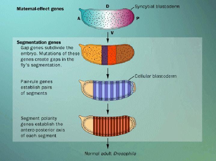 genes) Gap genes Segmentation genes of the embryo