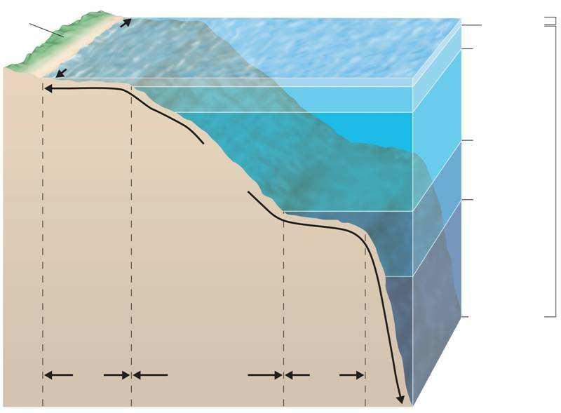 Land Intertidal zone Coastal ocean 200 m 1,000 m Photic zone Benthic zone Open ocean 4,000 m 6,000 m Aphotic zone Continental shelf Continental slope and continental rise Abyssal plain Ocean trench