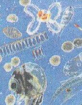 Plankton Plankton are microscopic