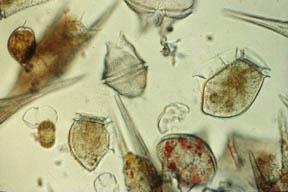 Plankton Phytoplankton are important producers in water