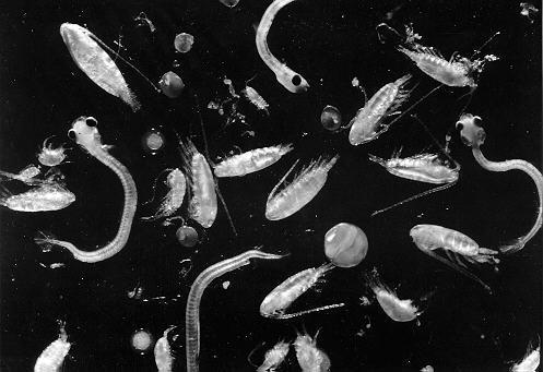 5. Biotic Factors Life in aquatic ecosystems falls within these types: Plankton,