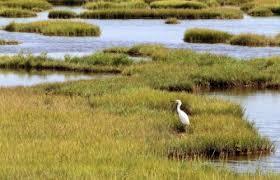 A salt marsh is a coastal wetland regularly flooded by