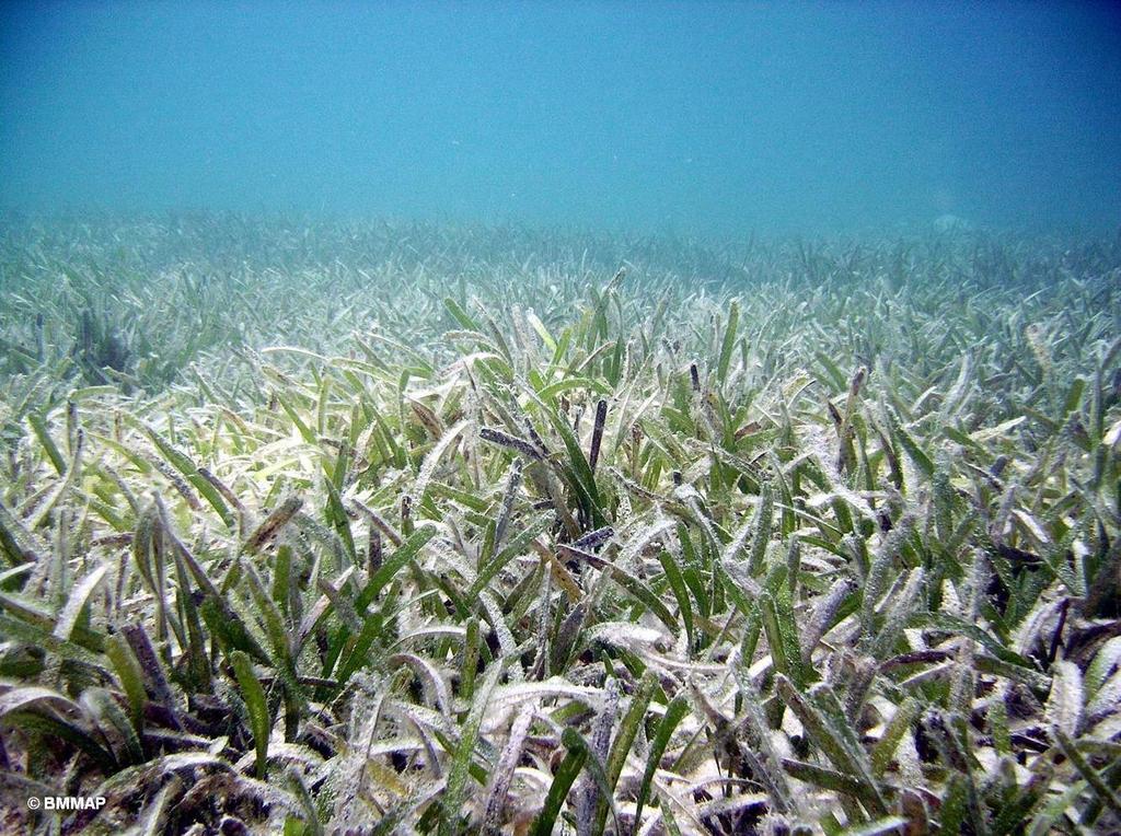 Sea grass beds are wetlands with plants that have long, narrow leaves that grow to resemble