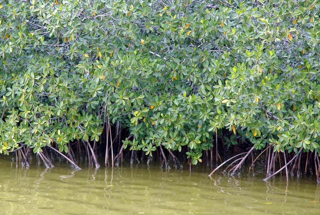 Mangrove swamps are wetlands with trees that have evolved to survive in
