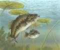 Fish move to preferred habitat Bass in surface