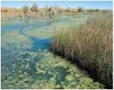 Profundal zone Eutrophication Dependent on rain of organic material for energy Oxygen is limiting Benthic area is