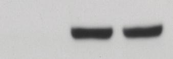 A 120 Control SNP pretreated (1 µm) cgmp accumulation (% of respective control) 100 80 60 40 20 # 0 B GFP WB: anti-myc (α1) WB: anti-v5 (β1) Fig. S5.