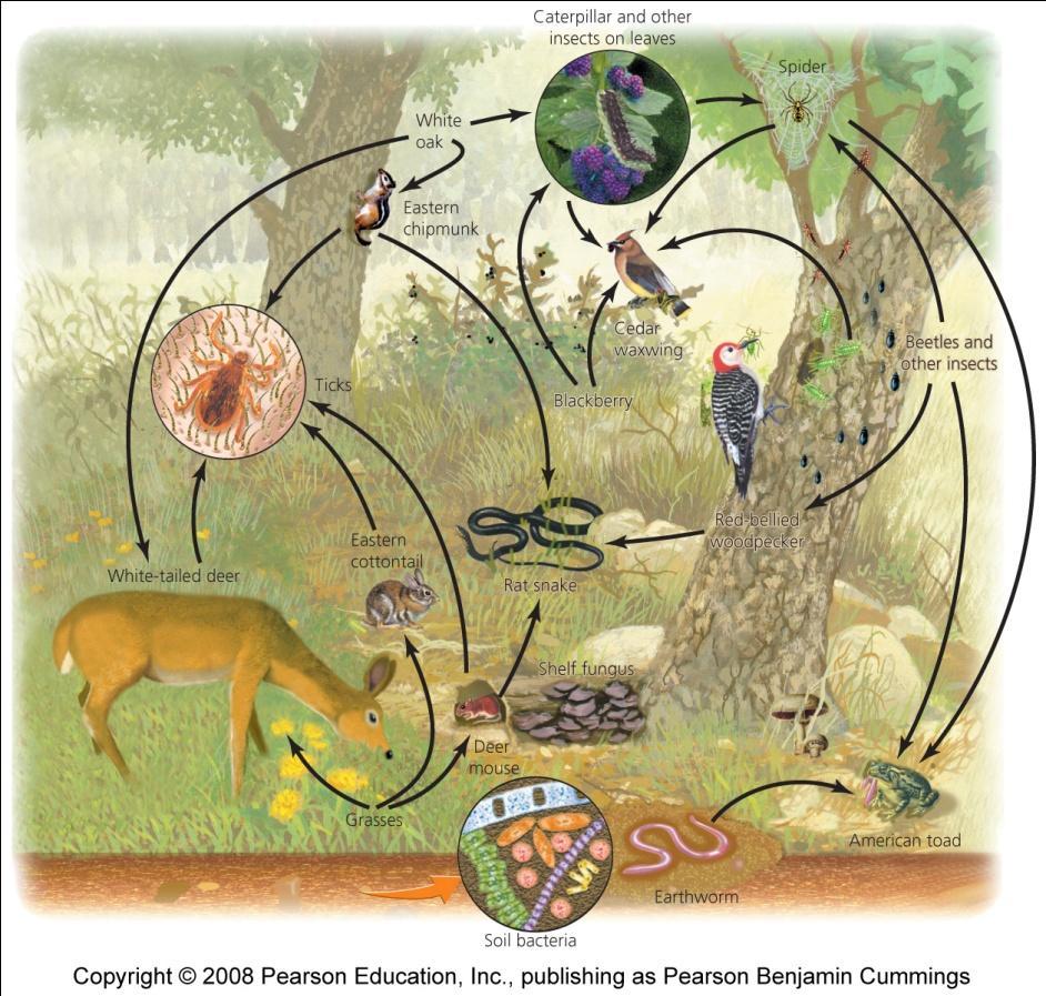 Food webs show relationships and energy flow Food chain = the relationship of how energy is transferred up the trophic levels Food web = a visual map of