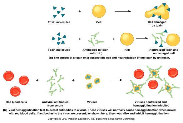 Neutralization of Viral Hemagglutination This type of diagnostic test reveals the presence of specific viral antibodies in serum (i.e., due to exposure to the virus) due to the prevention of viral