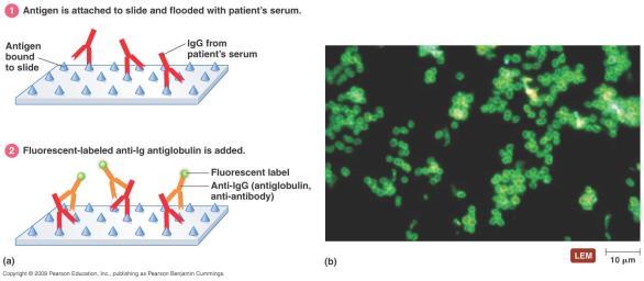 antibody (2 o Ab) to reveal the binding of unlabeled primary antibody (1 o Ab) 2 o Ab is specific for constant region (F C ) of 1 o Ab ELISA ELISA stands for Enzyme-Linked Immunosorbent Assay and has