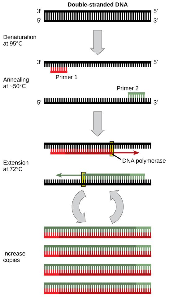 Polymerase chain reaction, or PCR, is used to produce many copies of a specific sequence of DNA using a special form of DNA polymerase.