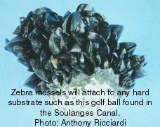 3. Threats to biodiversity the variety of organisms is decreasing an imbalance can cause extinction EXAMPLE: Zebra mussels found attached to every species of clam