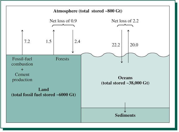 TREE, 2000 Fate of atmospheric CO 2 Annual anthropogenic CO 2 inputs