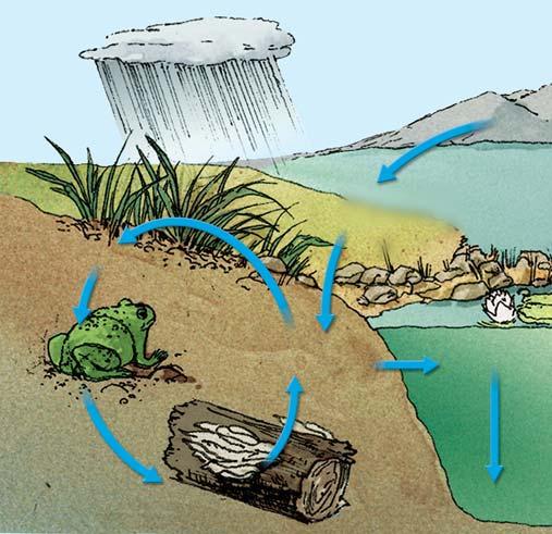 FIGURE 13.16 Phosphorus Cycle The phosphorus cycle occurs on a local, rather than global, scale. Its cycle is limited to water, soil, and ocean sediment.