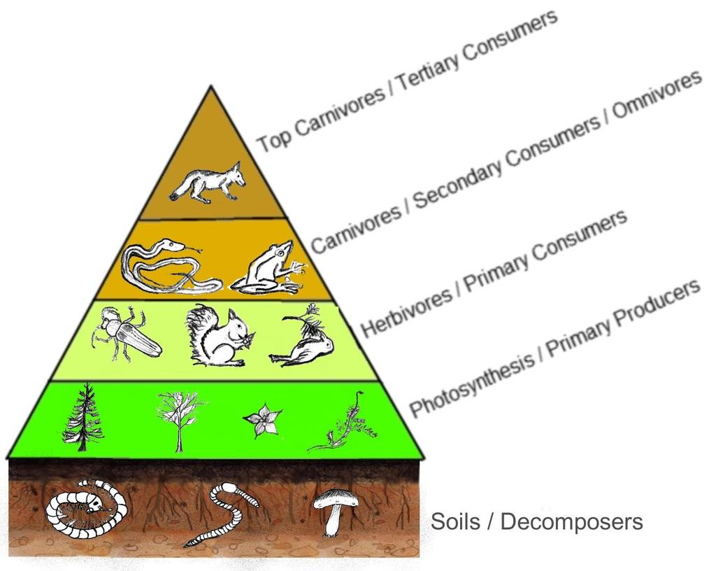 What are energy roles in ecosystems? What are energy roles in ecosystems?