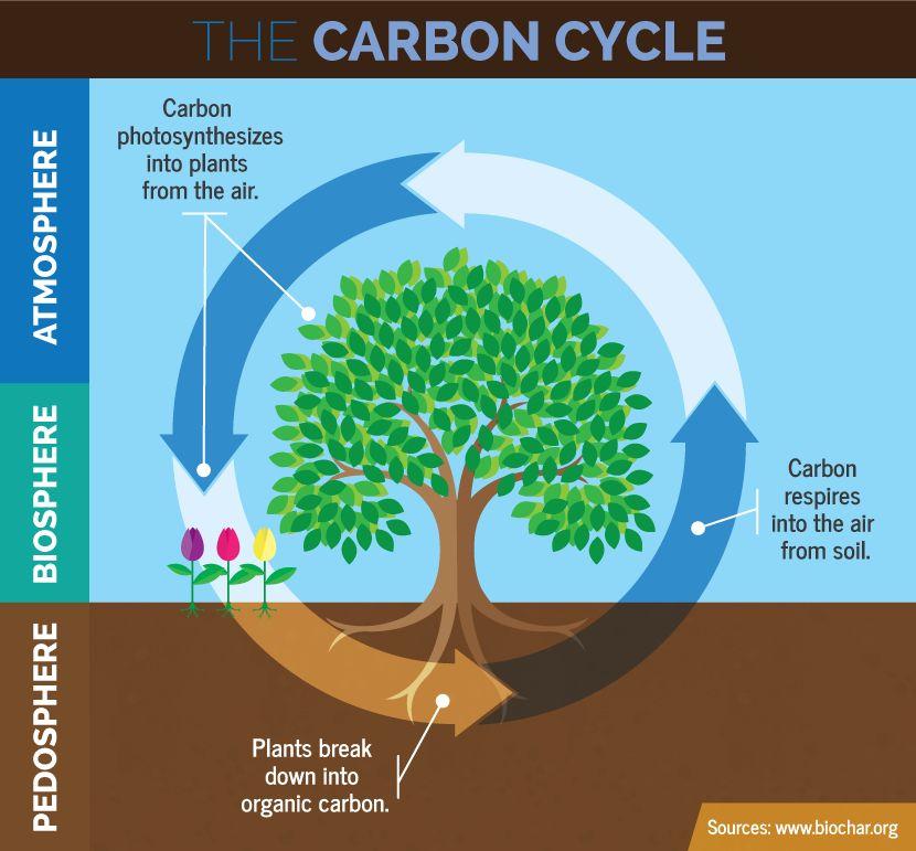 How are the carbon cycle and oxygen cycle related?