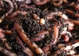 Compost Vermicomposting Worms will