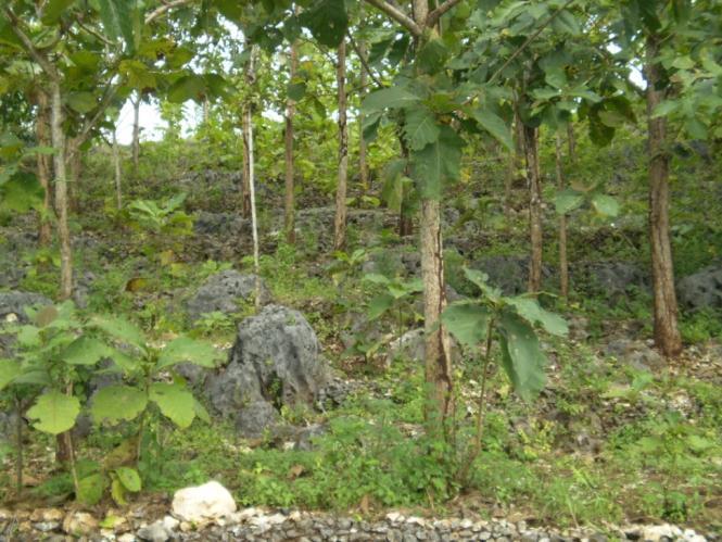 Teak system % of systems Size (ha) Trees/ha Tree species Tegalan (intercropping) Pekarangan (homegarden) Kitren (woodlot) Line plantings (agric. land) Ave. family holding 1 ha (0.