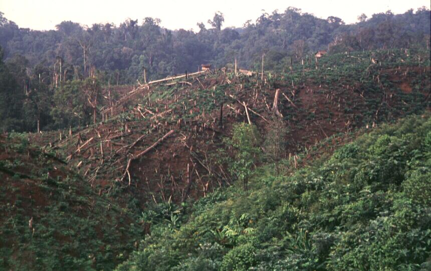 DEFORESTATION AND DEGRADATION RATE (1982