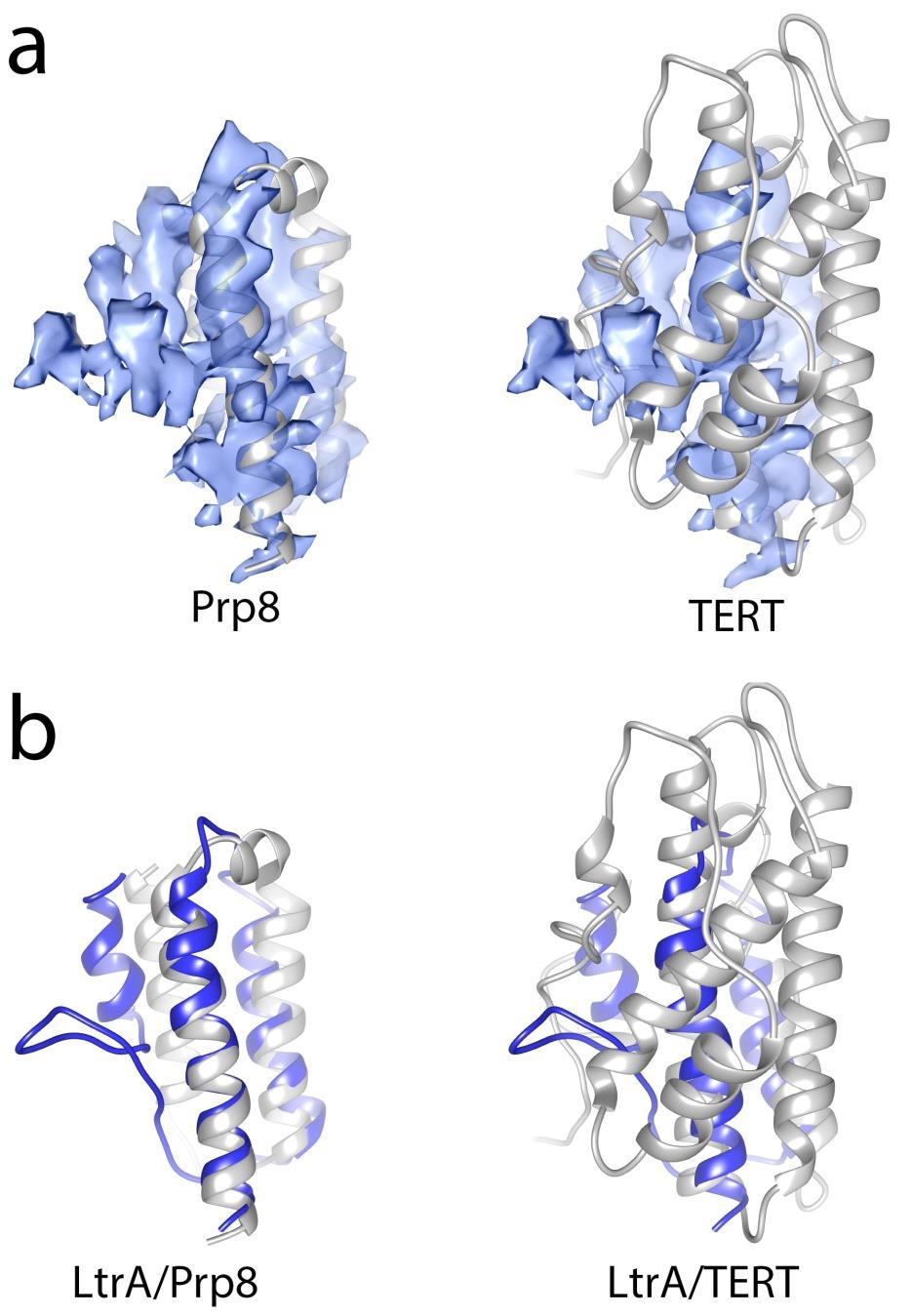 Supplementary Figure 8 Comparison of the thumb domain of LtrA with those of Prp8 and TERT.