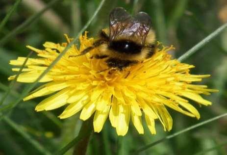(Garlon, Brushkiller ) Herbicide impact on pollinators is