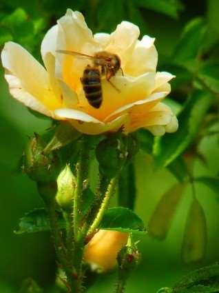 Residual Toxicity Some pesticides remain toxic to bees for some time after the application is