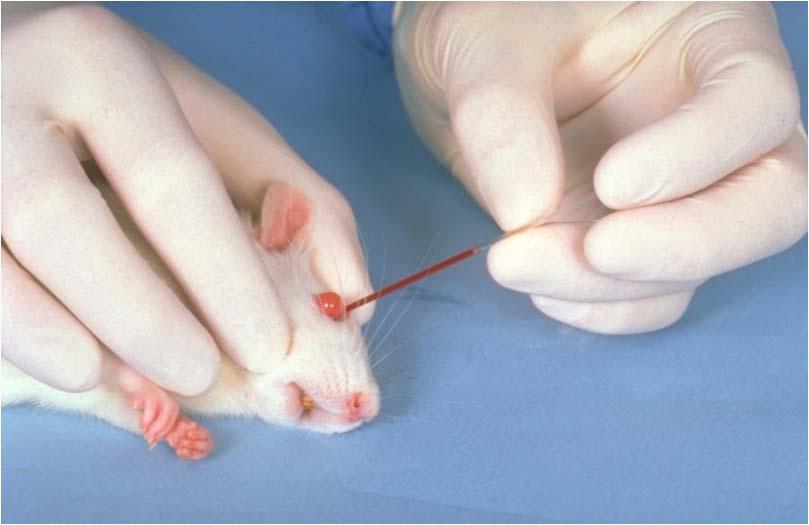 Orbital Sinus Mouse, rat, hamster Requires