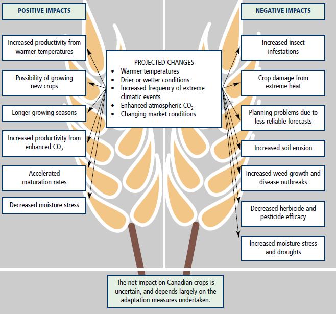 Potential impacts of climate change on agricultural crops POSITIVE IMPACTS Higher productivity New crops Lower moisture stress Higher productivity from enhanced CO2 Accelerated maturation rates