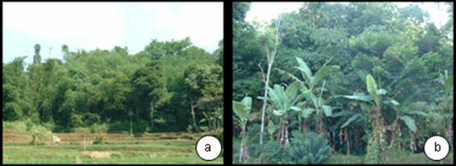 Conversion from bamboo gardens (a) and (b) to rice