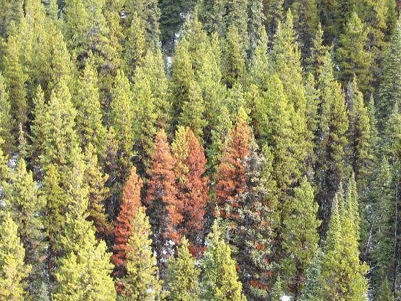 Conclusions Minimize risk of Large-scale pine beetle