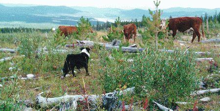 Domestic Grazing Grazing dispositions in forest watersheds