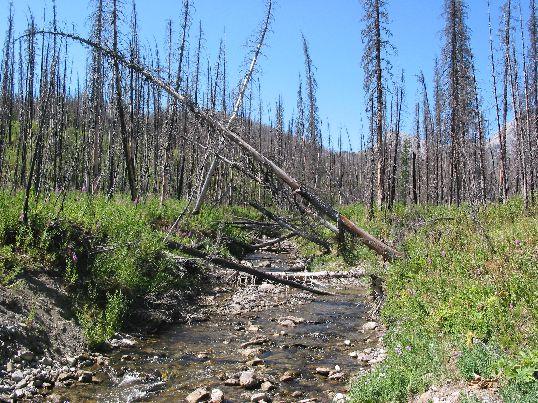Forest Watersheds Main source of fresh water