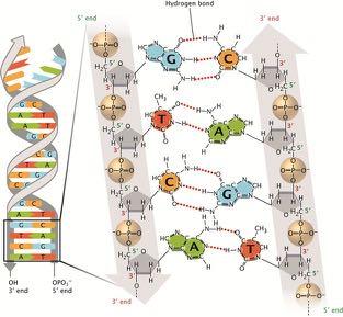 Sanger method DNA sequencing Think the DNA structure You know the details