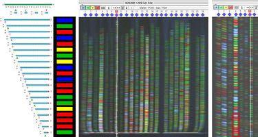 Sanger method DNA sequencing Fluorescent dye