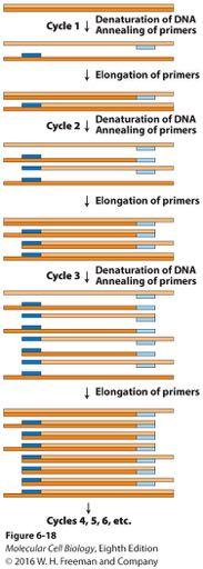 The polymerase chain reaction (PCR) is widely used to amplify DNA regions with