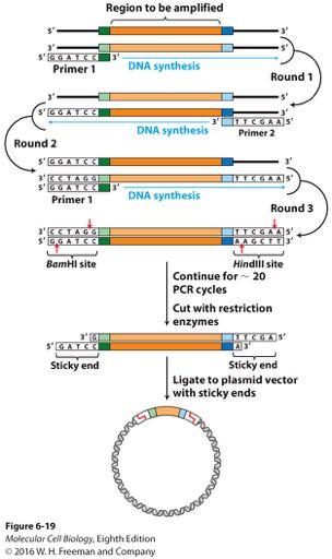 DNA can be amplified by PCR for use in cloning PCR: Primer sequences that are unique to target flanking regions are synthesized to include restriction enzyme recognition sequences not in the target
