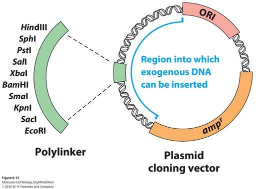 Basic components of a plasmid cloning